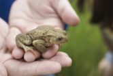 Protection des amphibiens, appel aux bénévoles