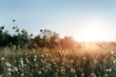 Écoute des chants de la nature au crépuscule