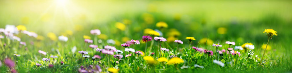 Meadow With Lots Of White And Pink Spring Daisy Flowers And Yellow Dandelions In Sunny Day