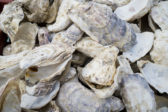 Collecte des coquilles en déchèteries