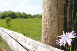 Au cœur de la biodiversité des Terres Touloises