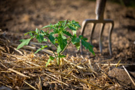 Compostage et jardinage au naturel