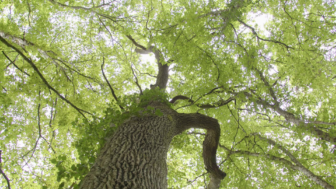 Balade : quel avenir pour nos forêts ?