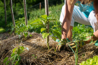 Grelinette et permaculture - Bois-de-Haye