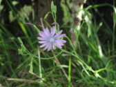 Sur les sentiers du plateau fleuri