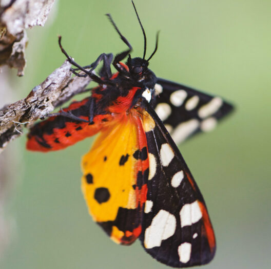 Cream Spot Tiger Arctia Villica, Beautiful Colored Moth From E