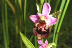 Les orchidées du fort