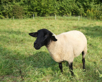 Les moutons du parc solaire