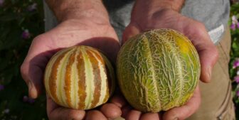Maraîchage "Fruits avenir nature"