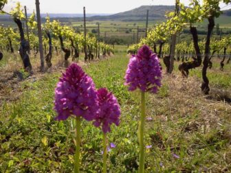 Les côtes de Toul : agriculture et biodiversité
