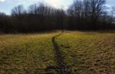 Sur les traces des animaux de la forêt