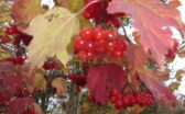 Trésors d'automne
